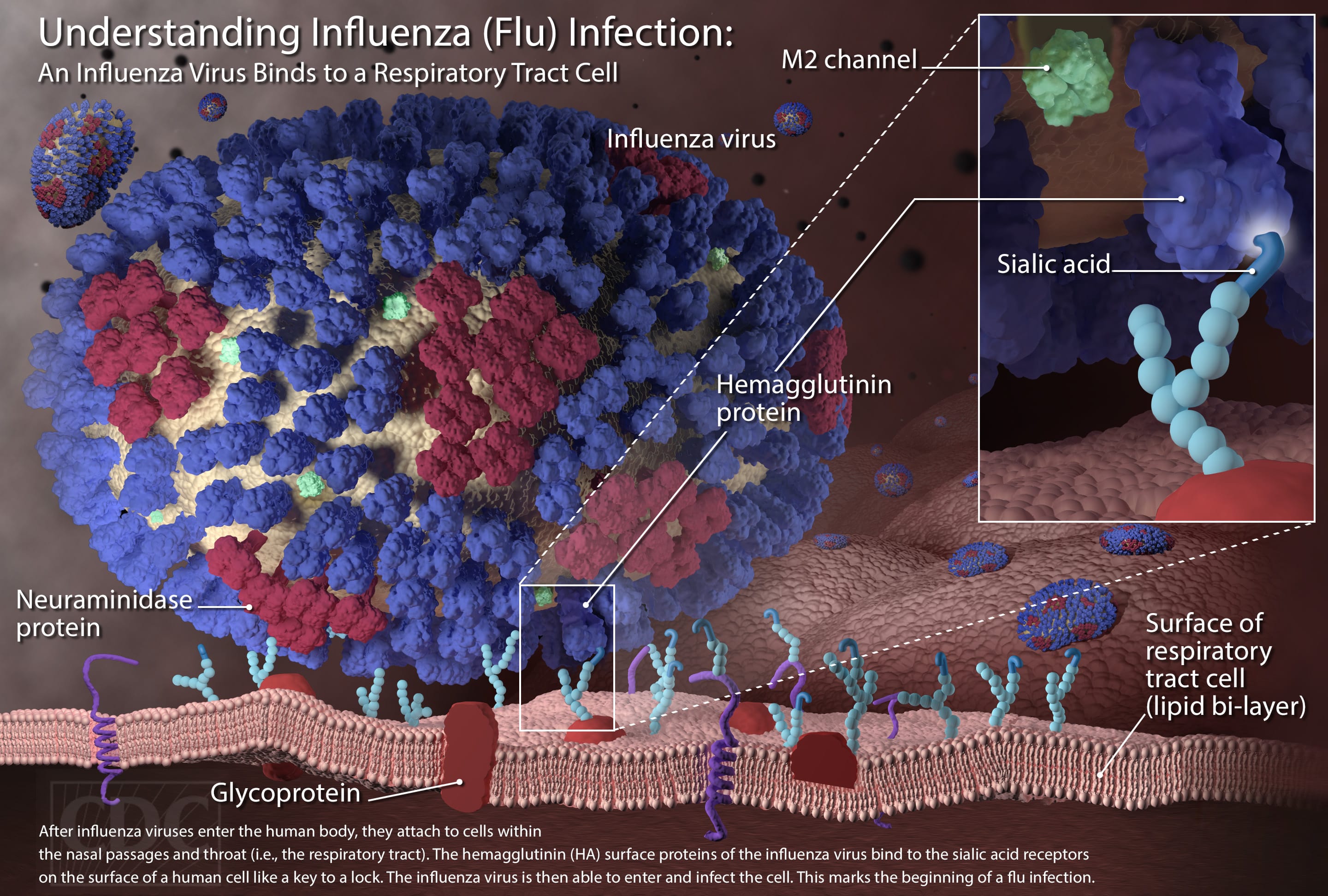 It’s Still Flu Season – Beware! Take Care!