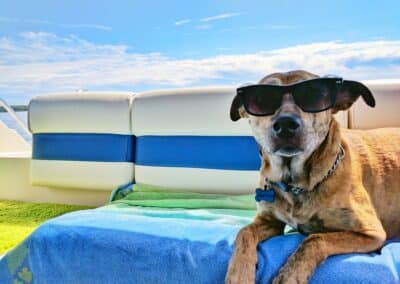 Dog Days of Summer – Teen Books for Canine Fans