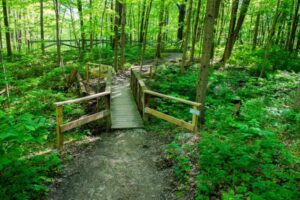 A bridge extends into the woods.