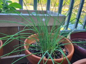 Chives growing in pot