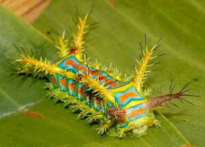 colorful caterpillar