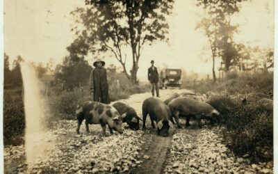 This Little Piggy Went to Market