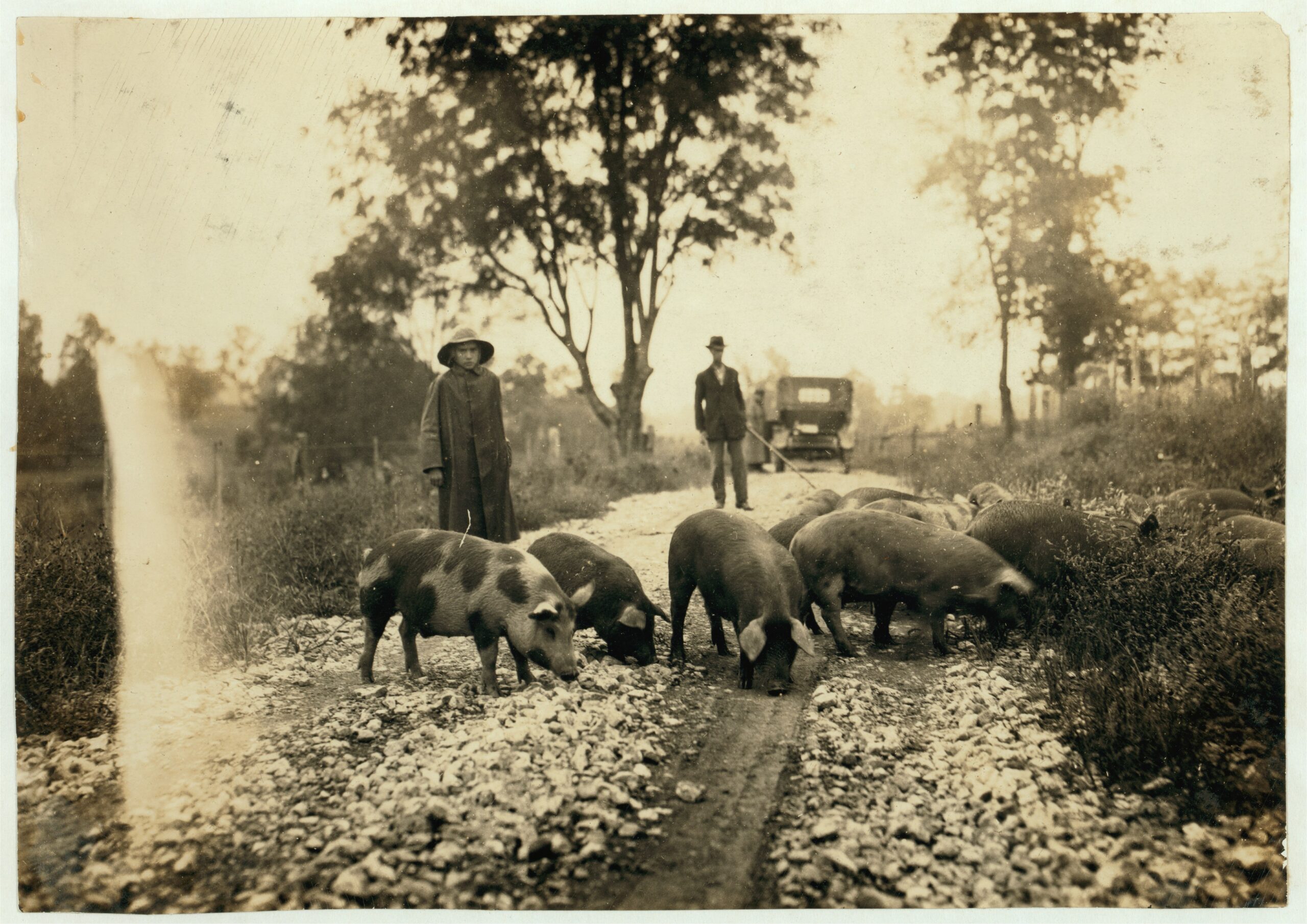 ‘Driving_boy’_taking_pigs_to_market._Says_he_is_14_years_old_and_has_been_working_with_pigs_for_9_years._Goes_to_school_in_Paris,_Ky._Horace_Harpe,_320_West_8_Street._LOC_nclc.00532
