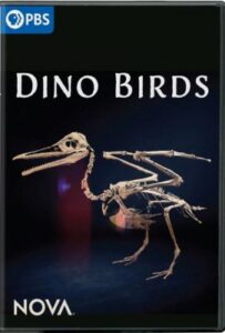Dino Birds