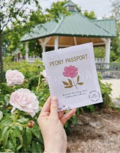 Peony passport in the foreground being held in a hand with light pink peony bush in the background.