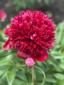 Red peony in Noblesville