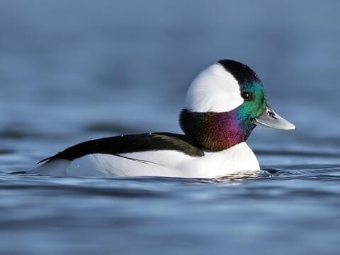 bufflehead